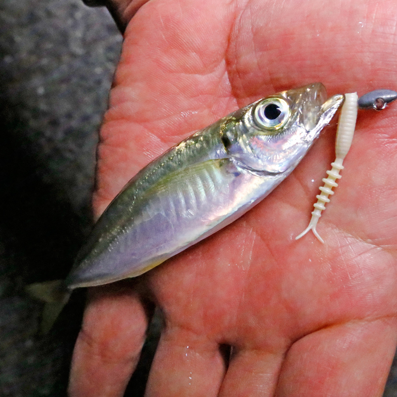 秒でサバく 豆アジがあっという間に処理できる テサバキ を紹介 ニュース つりそく 釣場速報