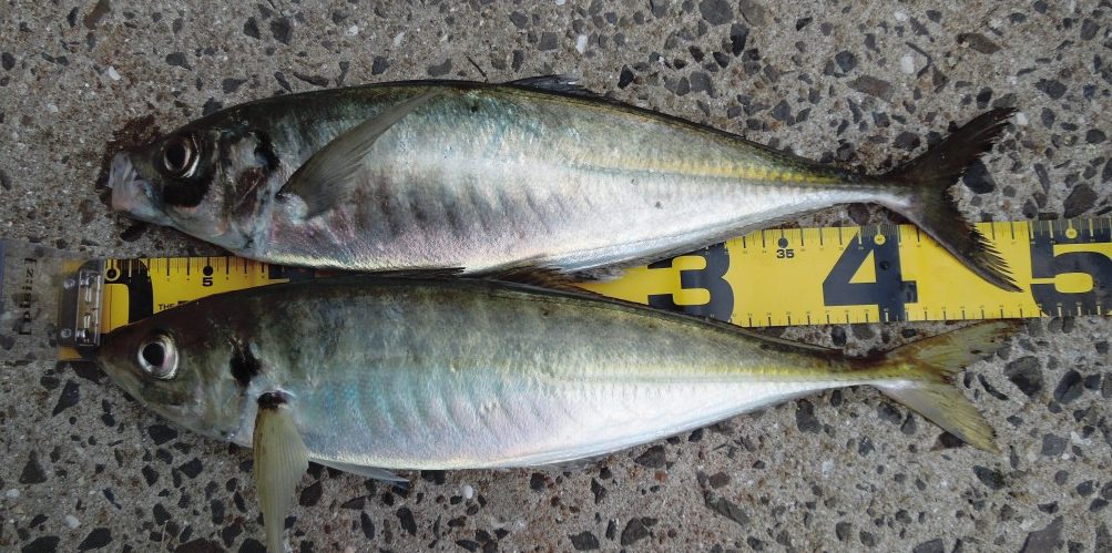 上がセグロで下が平３