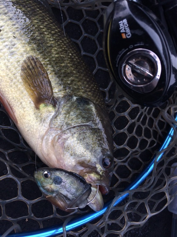 なんと激タフの遠賀川でｍジャバギルで釣れてびっくり。釣ったのは渡辺ですが