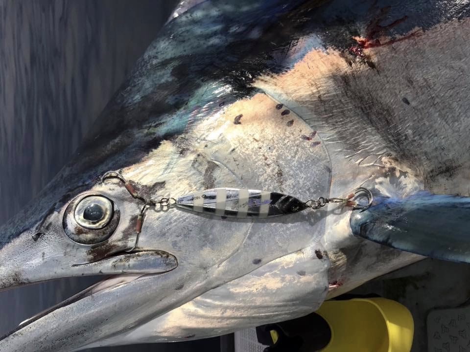 カジキ 角 1m超え シロカワカジキ 角 特大 激レア！ - メルカリ