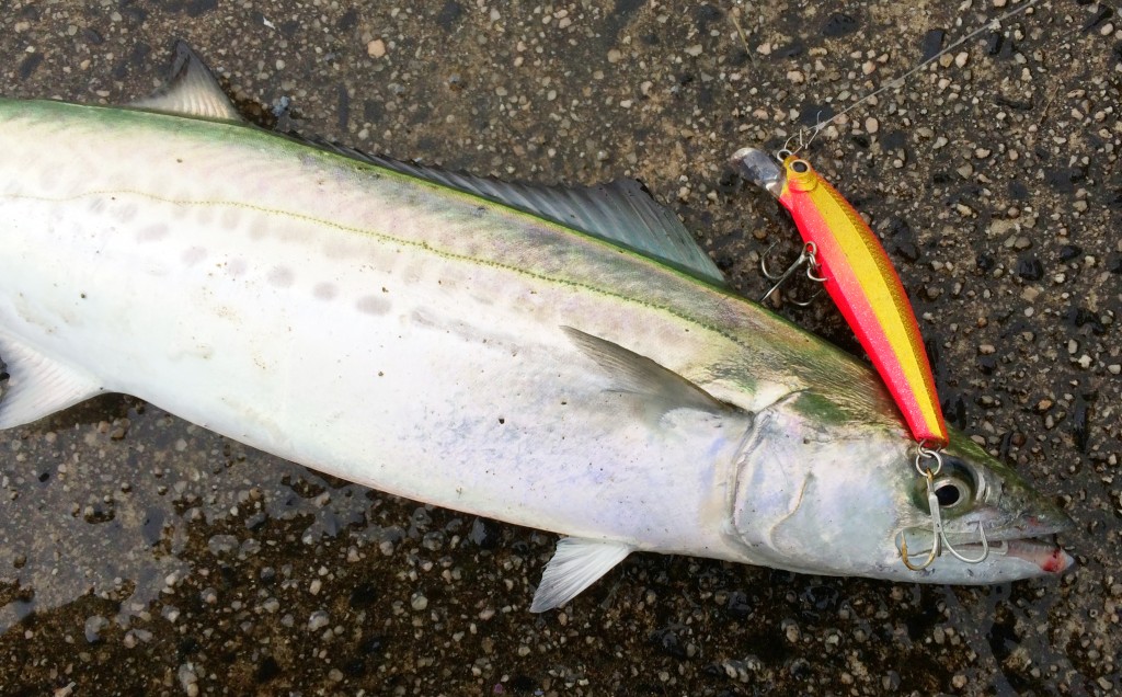 サゴシゲーム専用に開発されたヘビーウエイトミノー ピンテール サゴシチューン を紹介 釣りの総合ニュースサイト Lurenewsr ルアーニュース アール