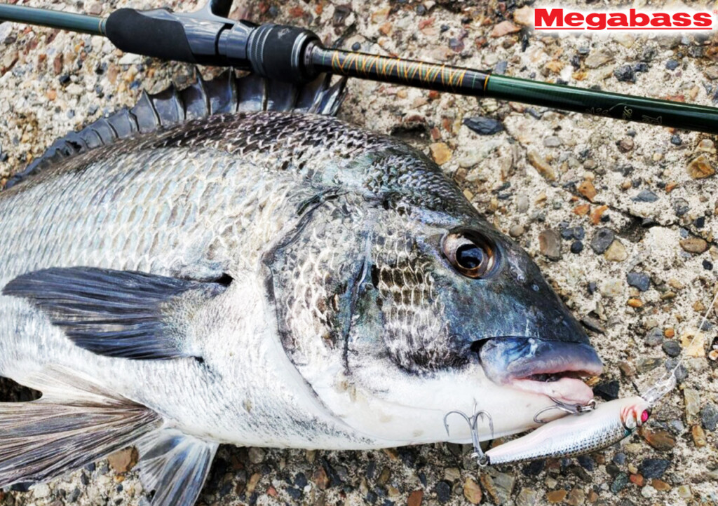 チニングロッド Amazon.co.jp: ダイワ(DAIWA) チニングロッド チニング X 76L