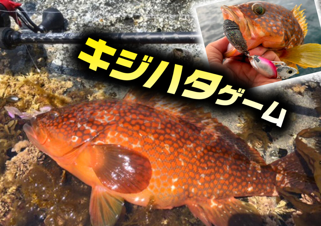 キジハタゲームがついにシーズンイン 2通りの基本的な攻め方を紹介 釣りの総合ニュースサイト Lurenewsr ルアーニュース アール キジハタゲームがついにシーズンイン 2通りの基本的な攻め方を紹介 釣りの総合ニュースサイト Lurenewsr ルアーニュース アール