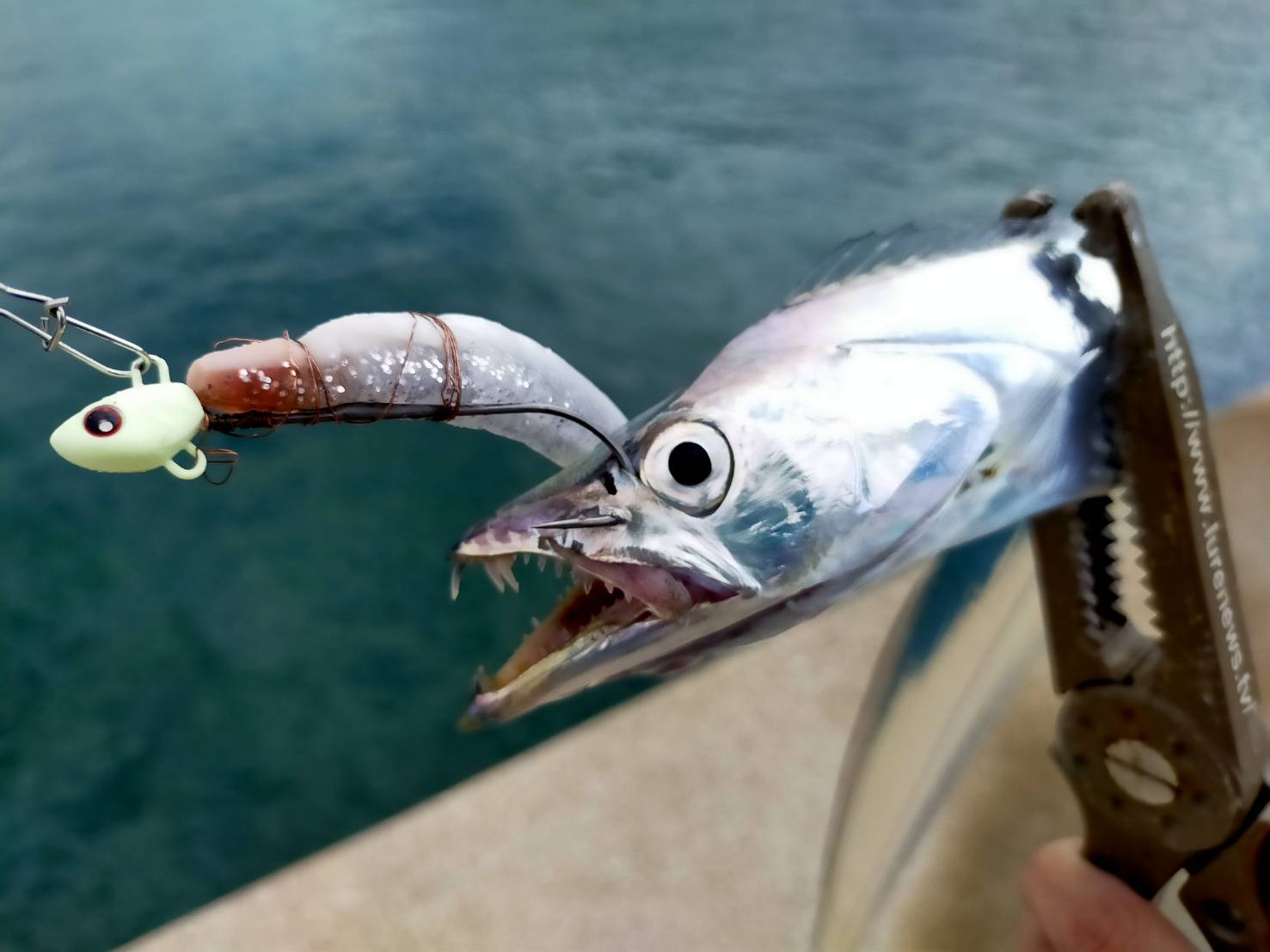 ORA RS75 FAT 0503 湖　ルアー　蛍光ピンク　テンプテーション タフな時ほど使いたい！ショア太刀魚テンヤ銀龍 | 釣りの総合ニュース
