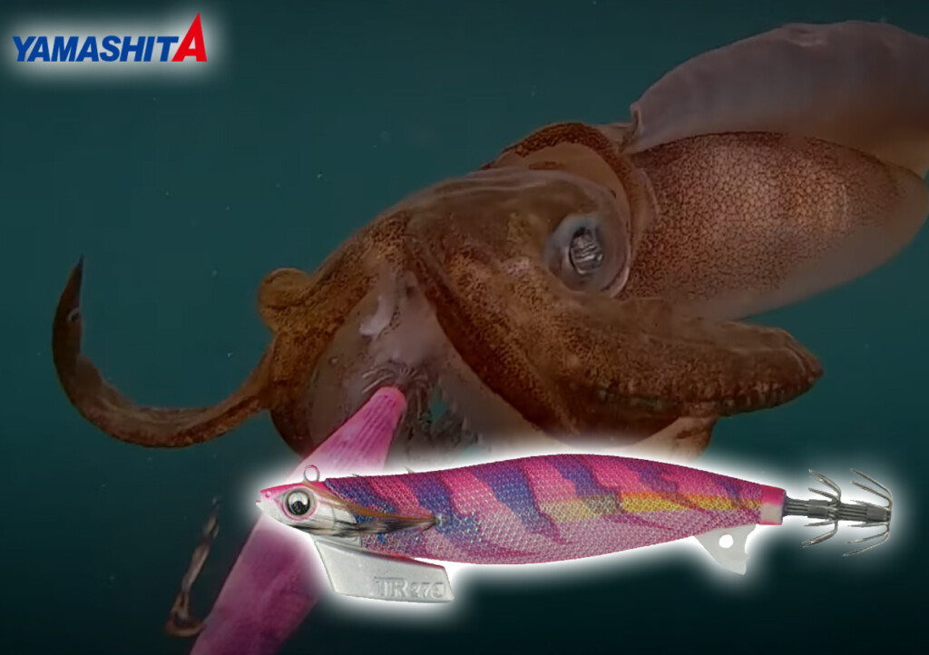 いよいよ大型が狙えるシーズン】ピタッと止まるヤマシタのティッ